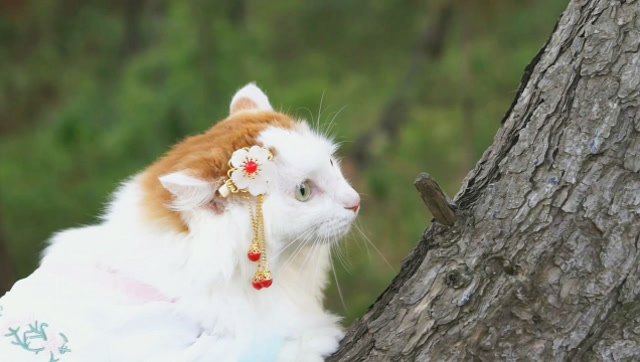 世间竟有如此美貌的猫咪,宛若仙子下凡尘,治愈系古风绝色美猫