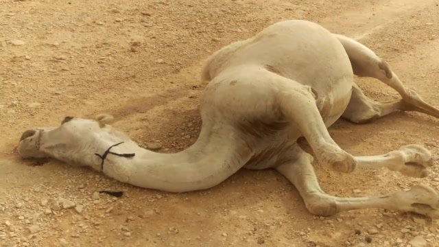 沙漠中渴死而倒下的骆驼,为啥不能用手触摸?看完终于明白了!