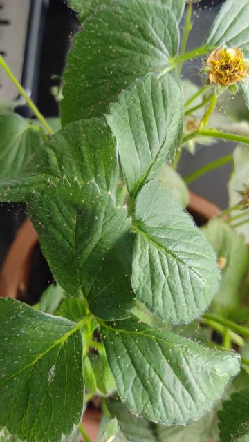 求教,草莓上的小虫子是什么虫?