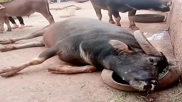 平时壮的像头牛,哪知道一生病,直接倒地不起了!