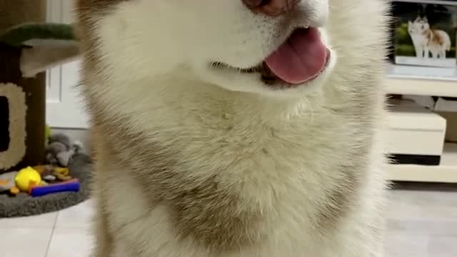 论撒娇卖萌,我只服这只哈士奇,歪头杀也太可爱了吧,看的我的心都化了