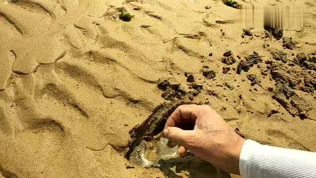 赶海:对着洞口撒了点盐,窜出一只迷你小蛏子,好可爱!