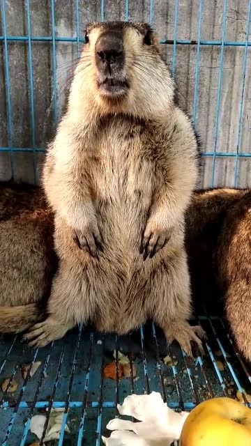 大老鼠今天犯错了,正在面壁思过