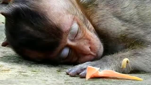 猴子表演累了睡着图片图片