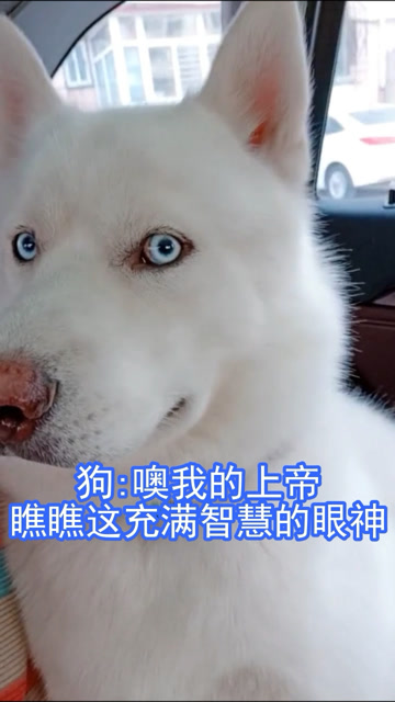 狗:噢我的上帝,瞧瞧这充满智慧的眼神