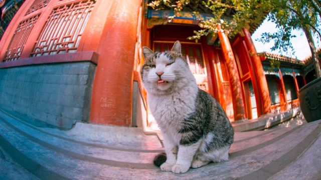 故宫最萌御林军——宫廷御猫,引国内外游客聚众吸猫