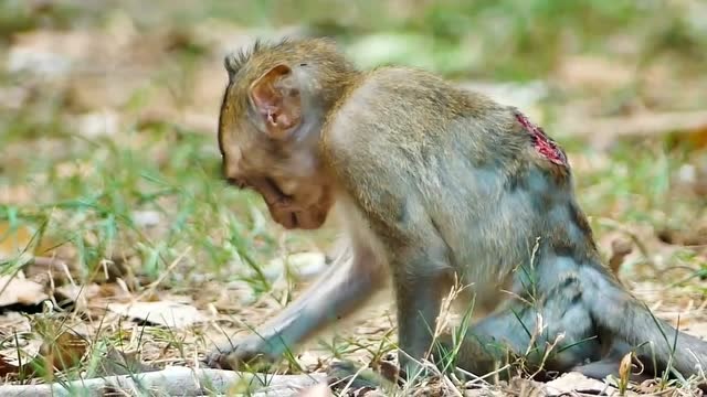 小猴子腿被摔坏,背上也受重伤,只能强忍住疼痛出去找吃的