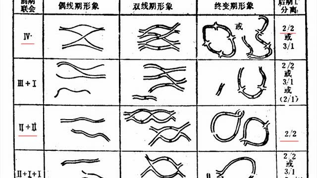 广州大学汪珍春老师讲授遗传学
