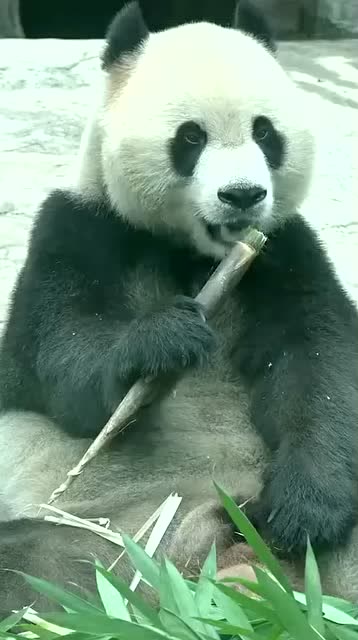 据说熊猫吃竹子的时候耳朵会动起来