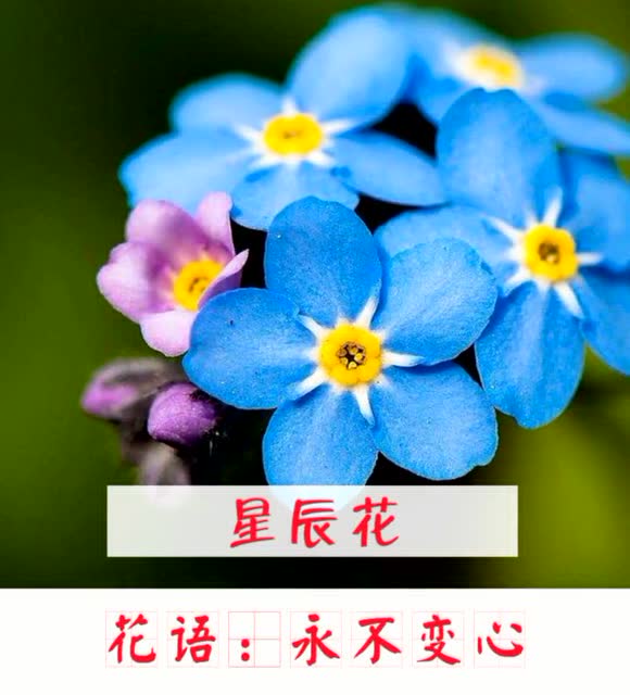花语大全寓意爱情(花语大全寓意爱情句子)