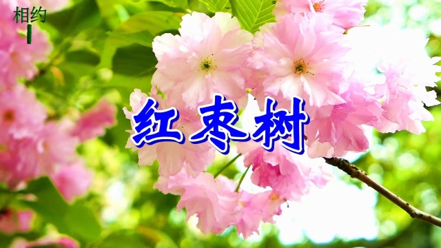 一首dj情歌《红枣树》任妙音,甜蜜醉人,听一遍就爱上,谁听谁喜欢!