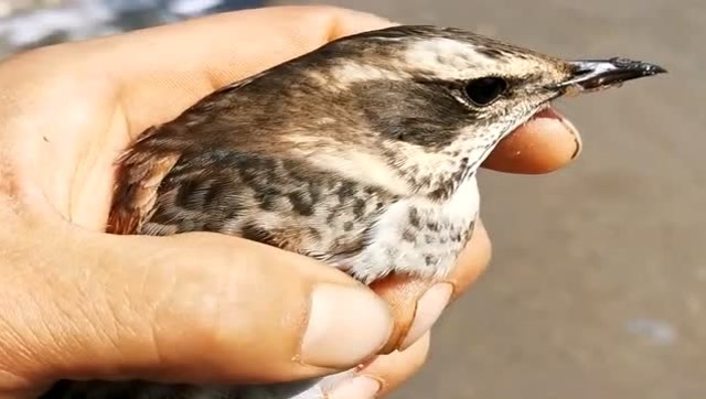 稻田割谷救下的一只麻雀,养大后直接放归大自然,希望它能健康成长