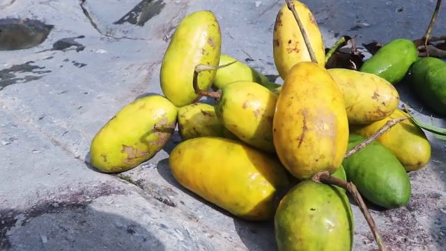 深山里才能吃到的"麻藤果",入口甜美软滑,大家有吃过吗?