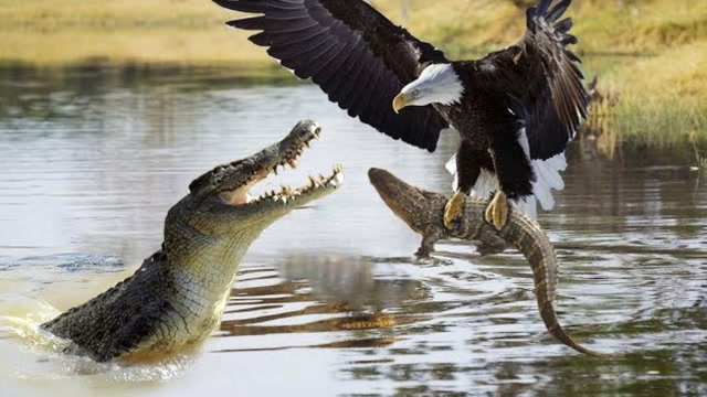 老鹰佯装攻击鳄鱼,却趁其不被抓走小鳄鱼,镜头拍下老鹰奸诈一面!