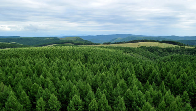 三北·防护林工程 i 中国用40年筑起了惊艳世界的"绿色长城".