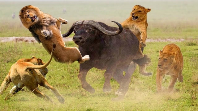 3只狮子追杀野牛,不料野牛突然发飙,镜头记录全过程!