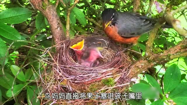 雏鸟是怎么吃食物的呢?鸟妈妈用最原始的方法喂养