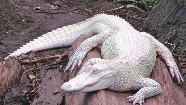 这一种白色的鳄鱼,稀有程度堪比我国熊猫