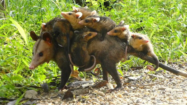 为母不易!负鼠妈妈驮着幼崽觅食