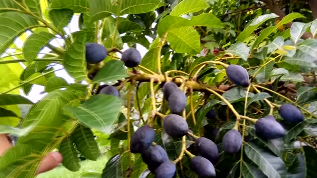 大黑榄牛古(股)榄结果,黑榄大果品种乌榄树苗