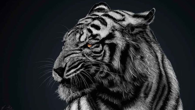 印度出现罕见的"黑色老虎",世上仅有一只,网友:这是刚挖完煤