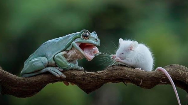 青蛙本想一口吞掉小老鼠,关键时刻改变心意,意外收获一枚香吻