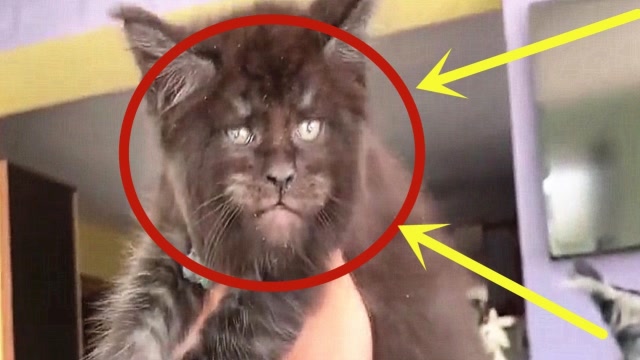 人与猫的杂交俄罗斯培育出人脸猫长相太凶狠了