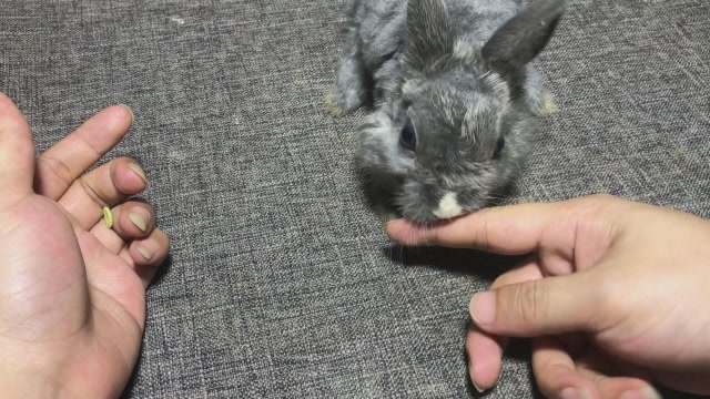 听说"兔子"会咬人,决定伸手去试试!结果很惊喜