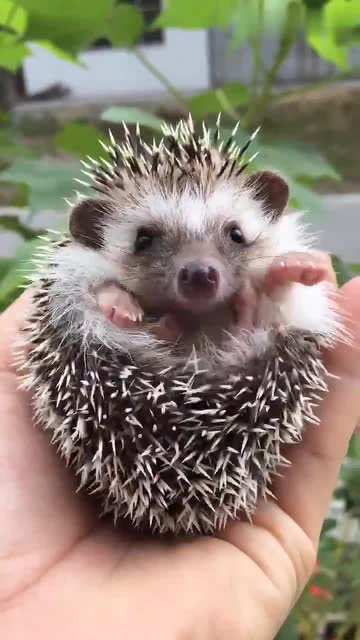 手捧着小刺猬,小刺猬手舞足蹈的样子,太可爱了