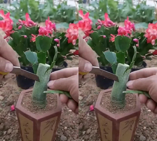 教你嫁接蟹爪兰
