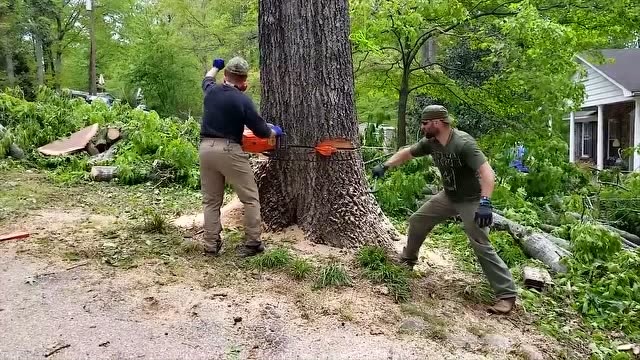 砍伐大树要讲究技巧,看看国外伐木工是如何砍树的,开眼界了