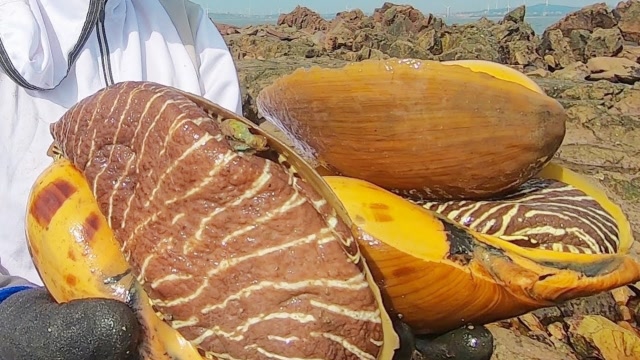 巨型海螺壳 灭绝图片