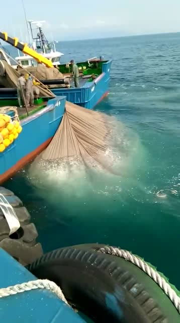 内地人没见过的场景,大海物产真丰富,这样捕鱼简直太壮观!