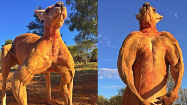 男子与袋鼠打拳击,连续爆锤差点被ko,这也太牛了!