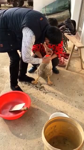 第一次看到杀鹅前先把它灌醉