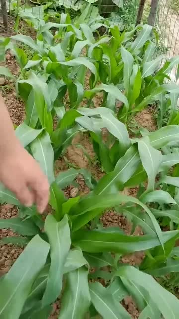 玉米这种情况下,应该间苗,否则玉米就会长不好