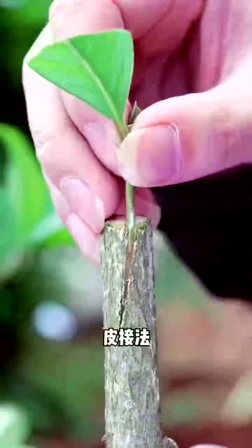 桂花树的嫁接时间和方法
