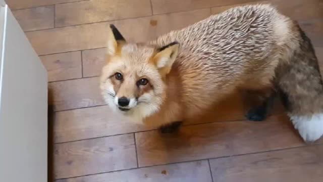 狐狸进家门讨食物,叼着肉却不吃,知道真相后泪崩了!