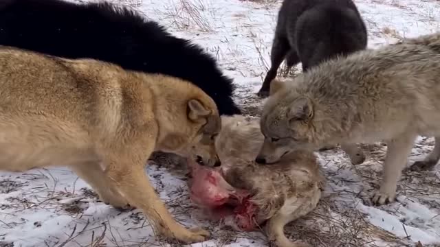 群狼争夺一只羊,藏獒也来凑热闹,狼:这只羊大你也来吃点