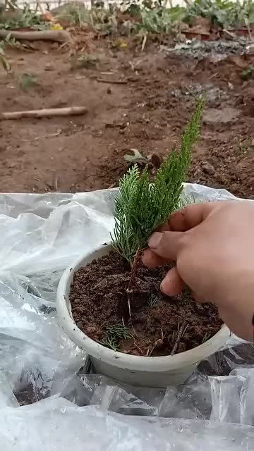 劳动最光荣柏树扦插生根技术,冬季扦插最佳