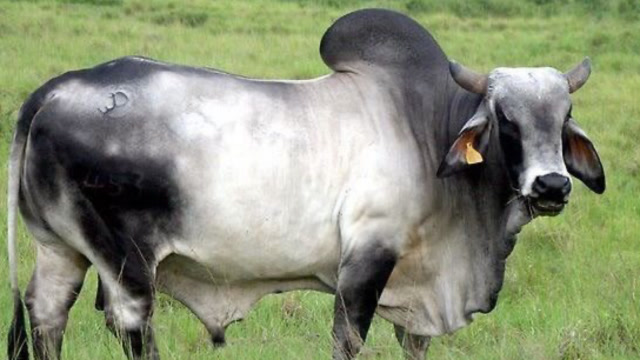 印度白牛成精了,走路都带风.