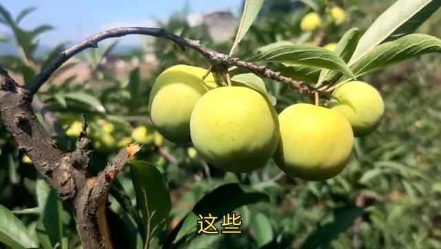 又到了吃李子的季节了,江干李又甜又脆,三岁孩子一口气吃了十颗