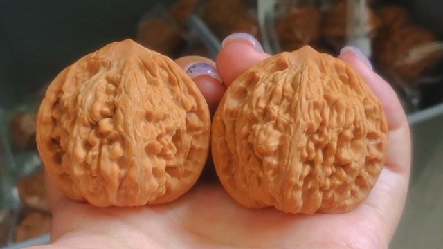 文玩核桃 九山顶望月狮子头