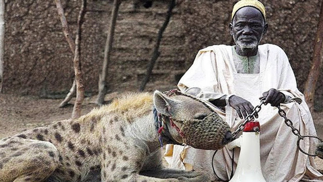 生性凶残的鬣狗,竟然被驯化成宠物,只有开挂的非洲人做到