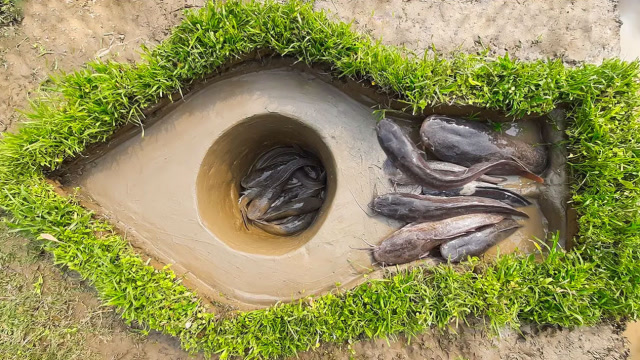 小哥设陷阱抓鱼,挖一个深坑2个洞洞,鱼儿纷纷从洞口钻进来!