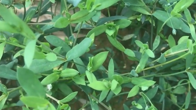 我国大部分地区都有的"天蓬草",能治跌打损伤,还是紧急止血的药材!