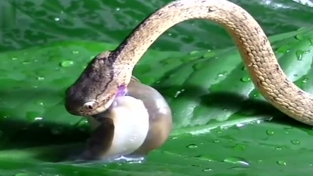 蛇吃蜗牛,吃的太干净了,就剩一个空壳!