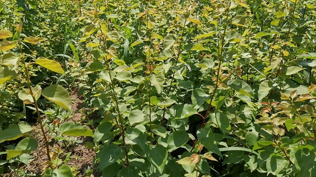 春成苗木香蜜杏树苗夏季生长状,个大脆甜