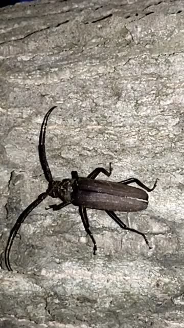 田间喜获一只老水牛学名天牛这货在破坏树木昆虫二