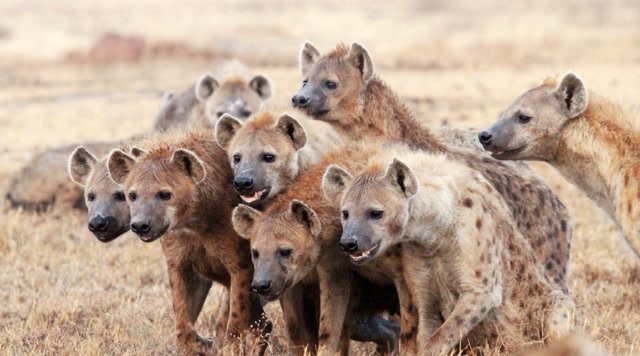 克鲁格,抢食的鬣狗群,围攻一头流浪雄狮